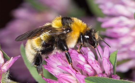 Walter Wallner / Seeham/naturbeobachten.at