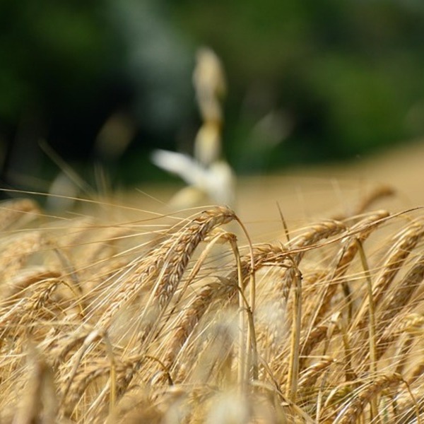 natural / cc0 pixabay_Zoltan Calmar Getreide