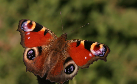 Schmetterling. © hotblack/morgueFile.com