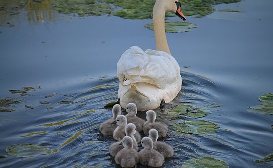 Schwan mit Jungen