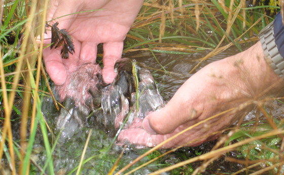 Hände schöpfen Wasser aus einer Quelle