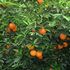 Orangen auf Baum